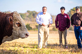 Is your bull pulling his weight?