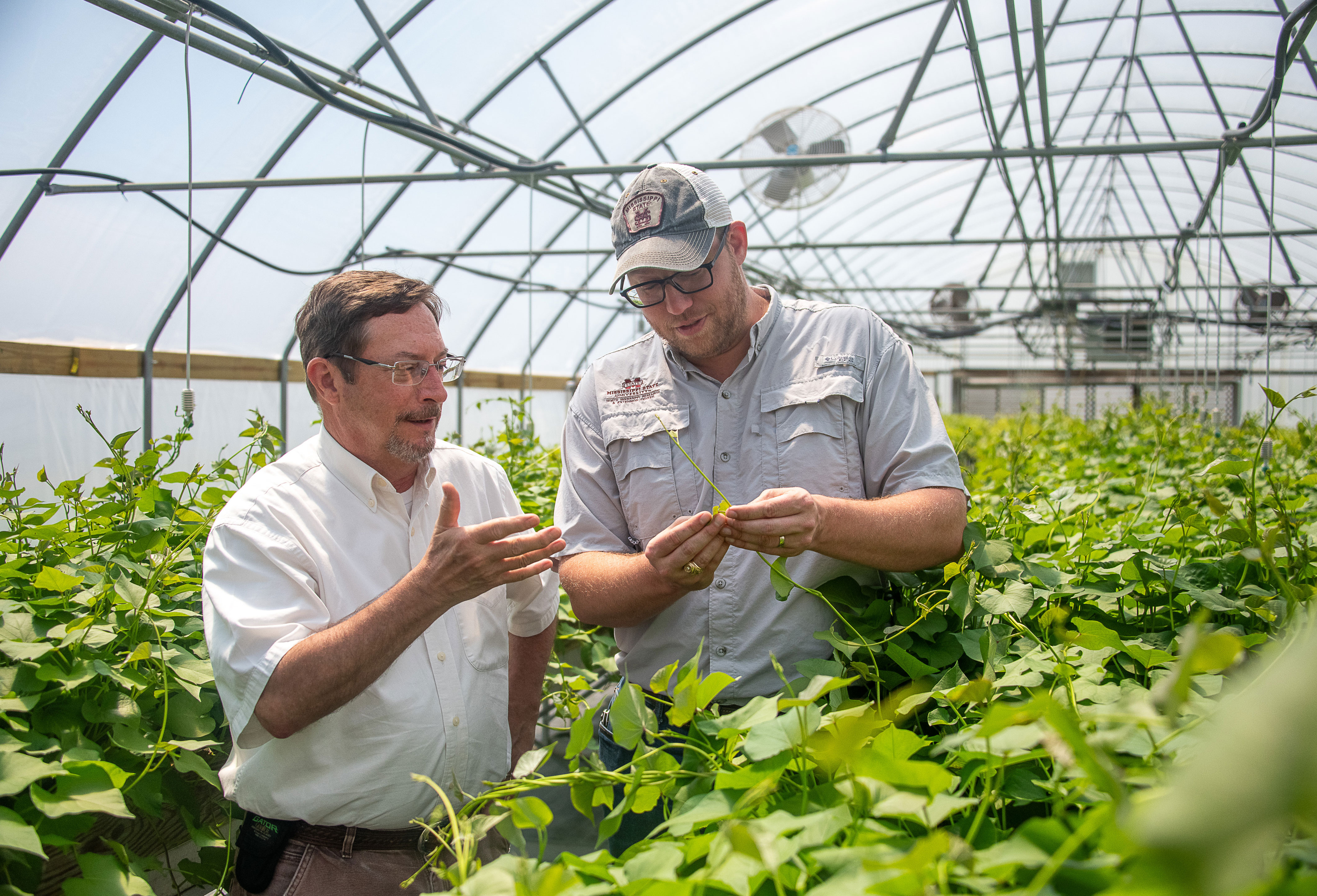 Drs. Mark Shankle and Lorin Harvey look over sweetpotato vines in the greenhouse at the MAFES Pontotoc Ridge-Flatwoods Branch. (Photo by Dominique Belcher)