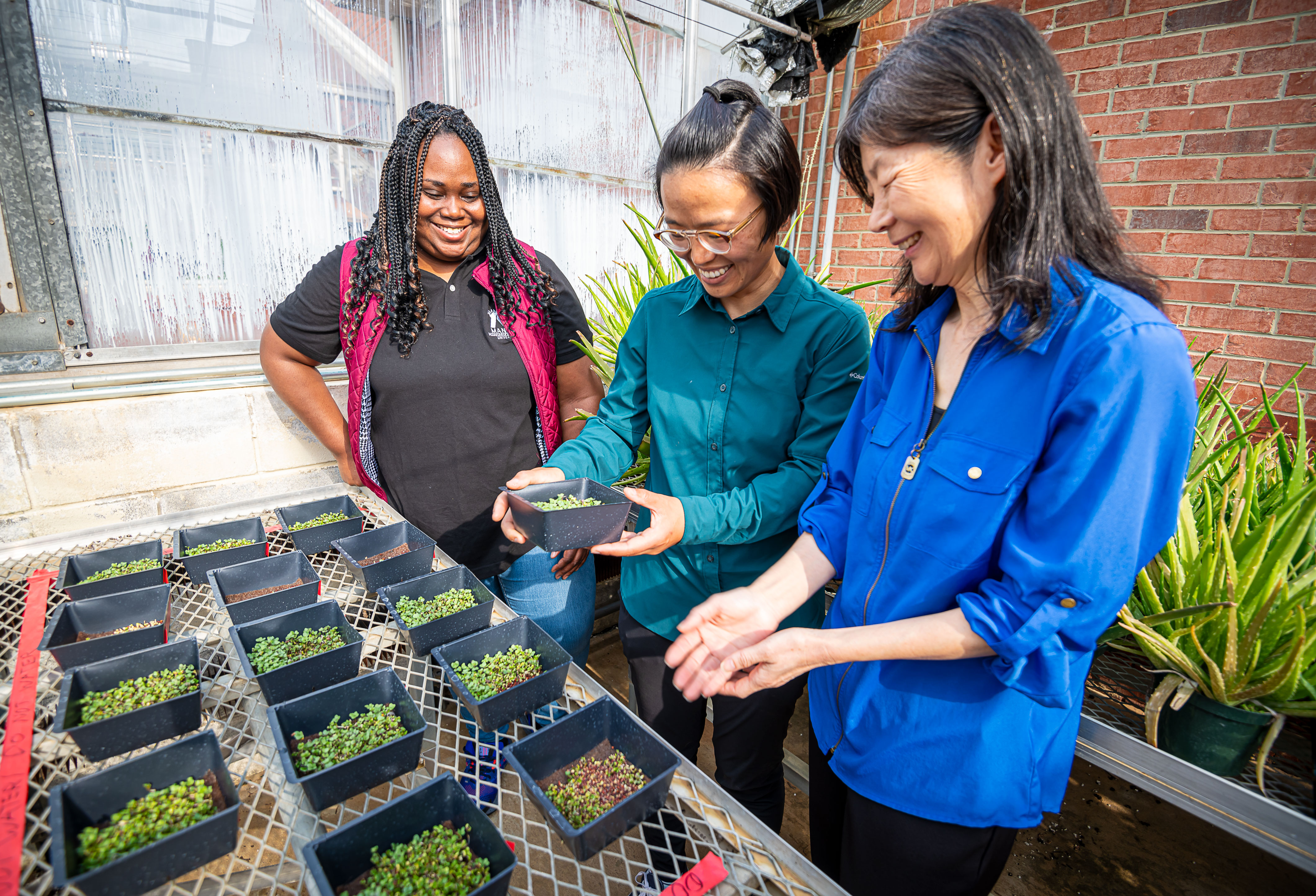 Drs. Shecoya White, Tongyin Li, and Guihong Bi examine microgreens in the greenhouses at Dorman Hall on the Mississippi State campus. (Photo by David Ammon)