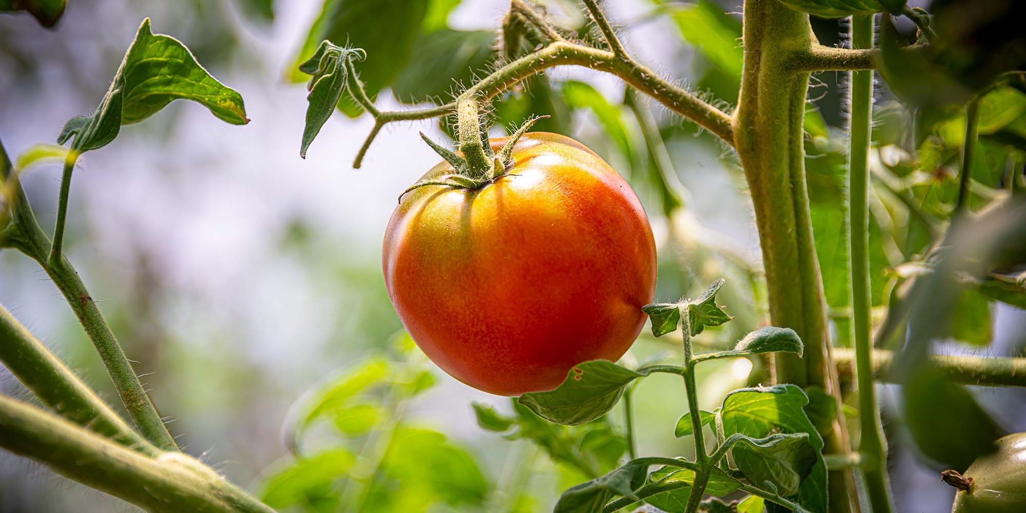 Triumph in Tomatoes