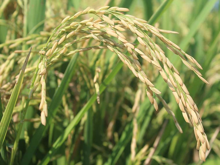 Innovations in Irrigation Technology for Sustainable Rice Farming - Winter 2024