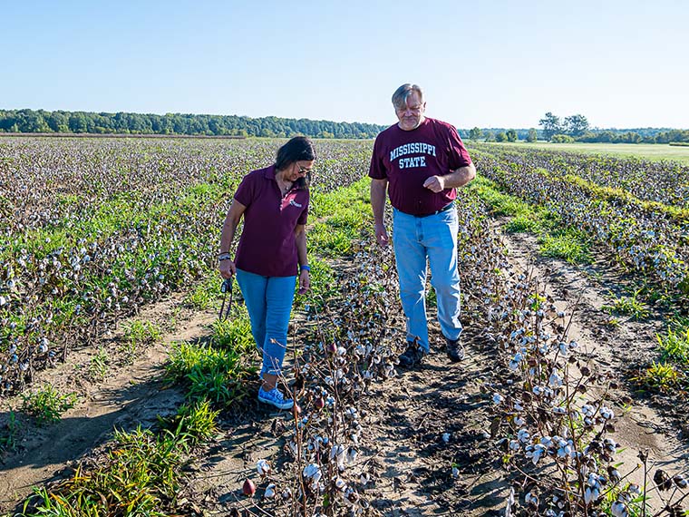 Combating Emerging Disease Threat for Cotton - Winter 2024