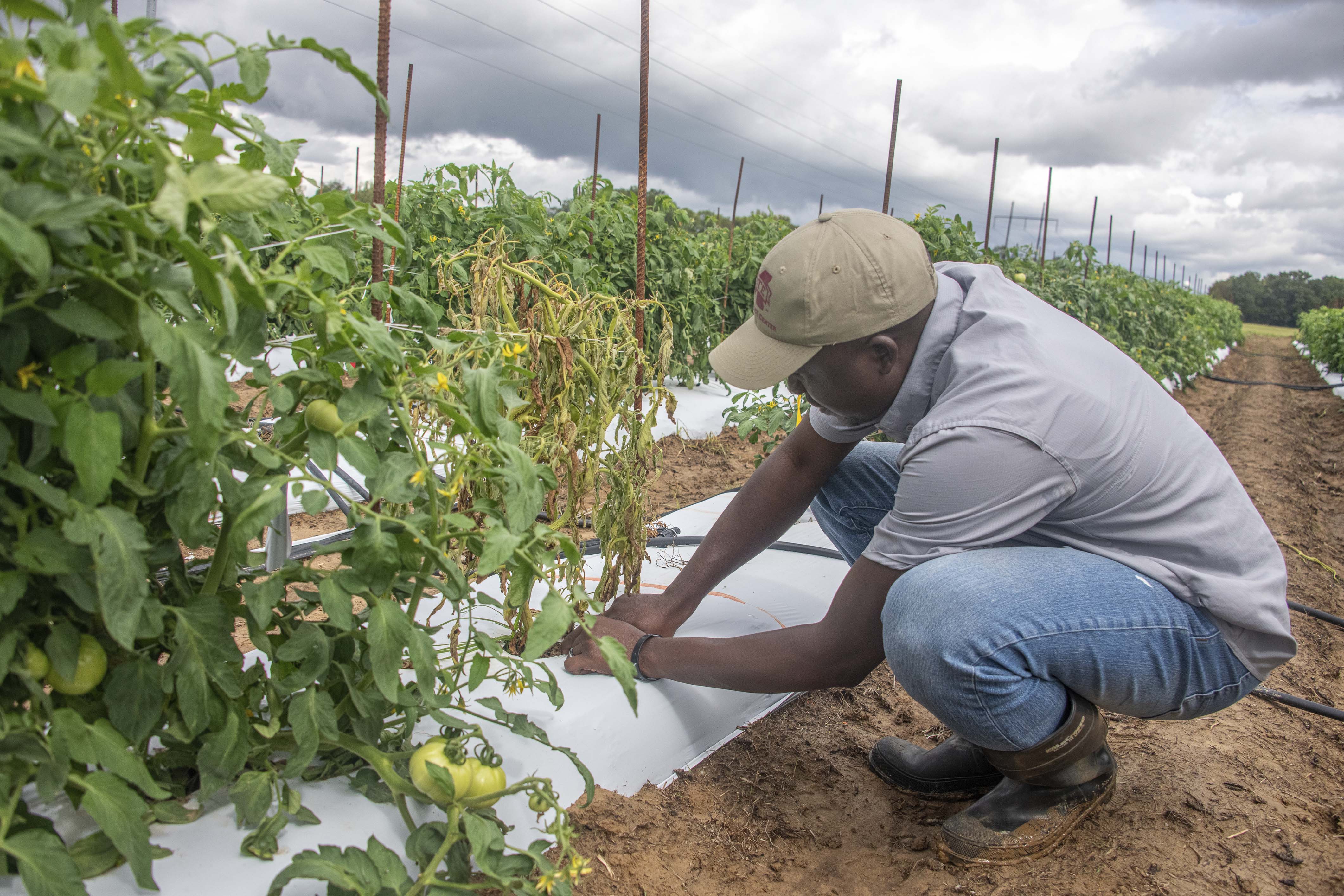 Dr. Ibukun Timothy Ayankojo examines a tomato plant at the MAFES Northeast Mississippi  Branch Experiment Station. (Photo by Dominique Belcher) 