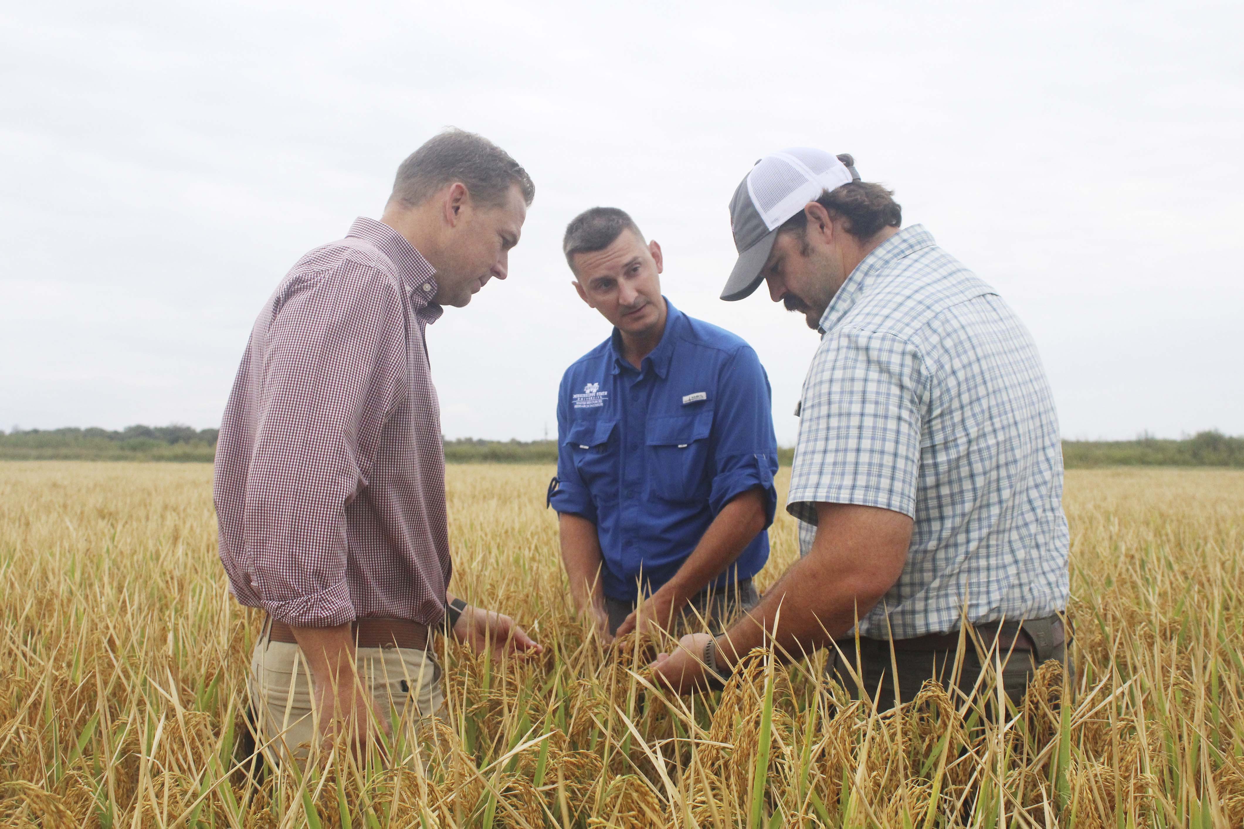 Left to right: Dr. Drew Gholson, Graham Oakley, and farmer Austin Davis examine a rice field. (Photo by Laura Hough Smith)