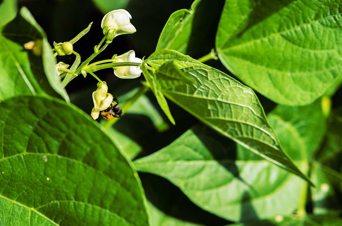 Harmony between honeybees and soybeans focus of MSU entomologists