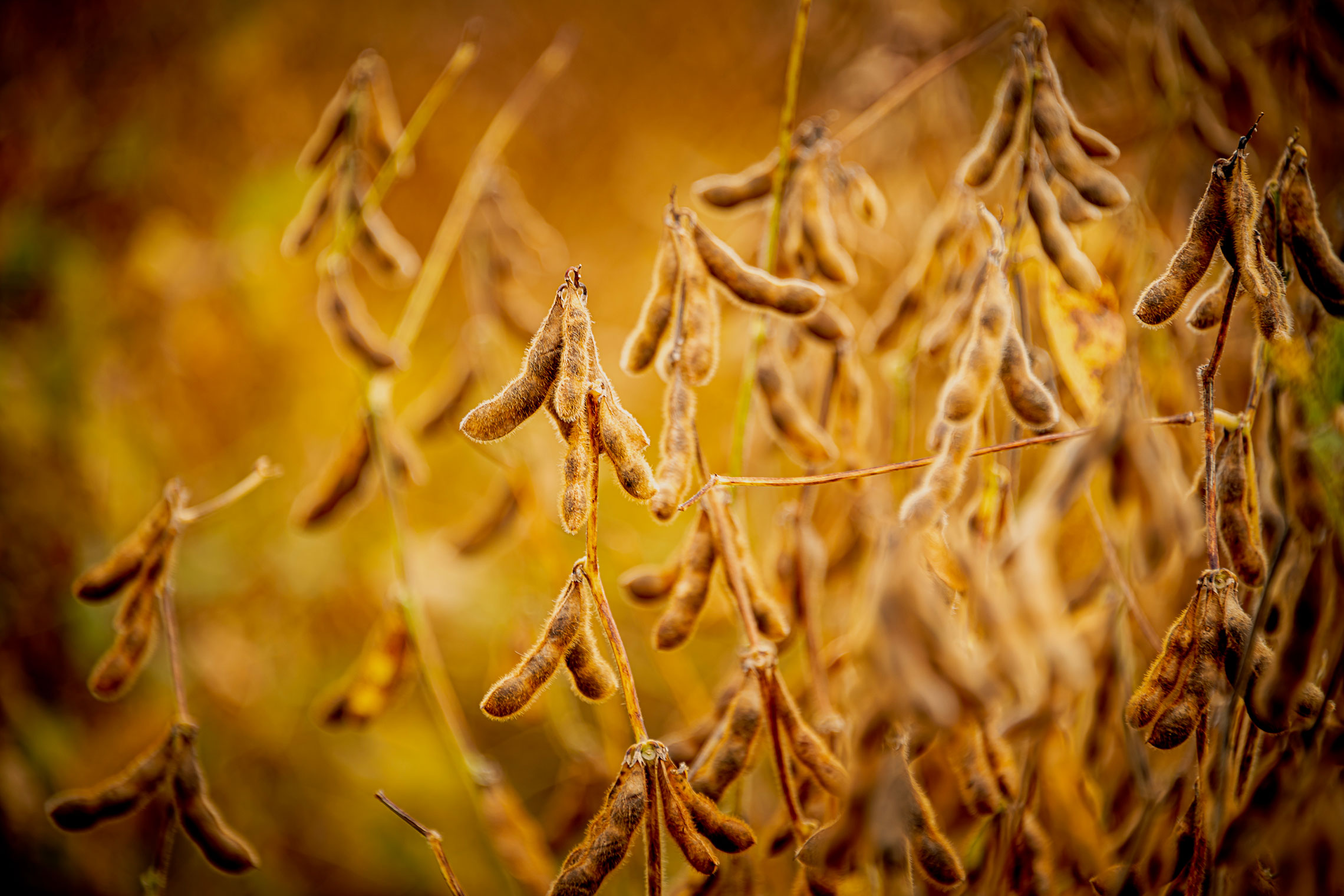 MSU tackles climate change threats to soybean production through collaborative $6M NSF grant 