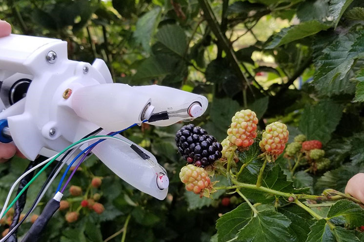 robotic arm picking blackberries