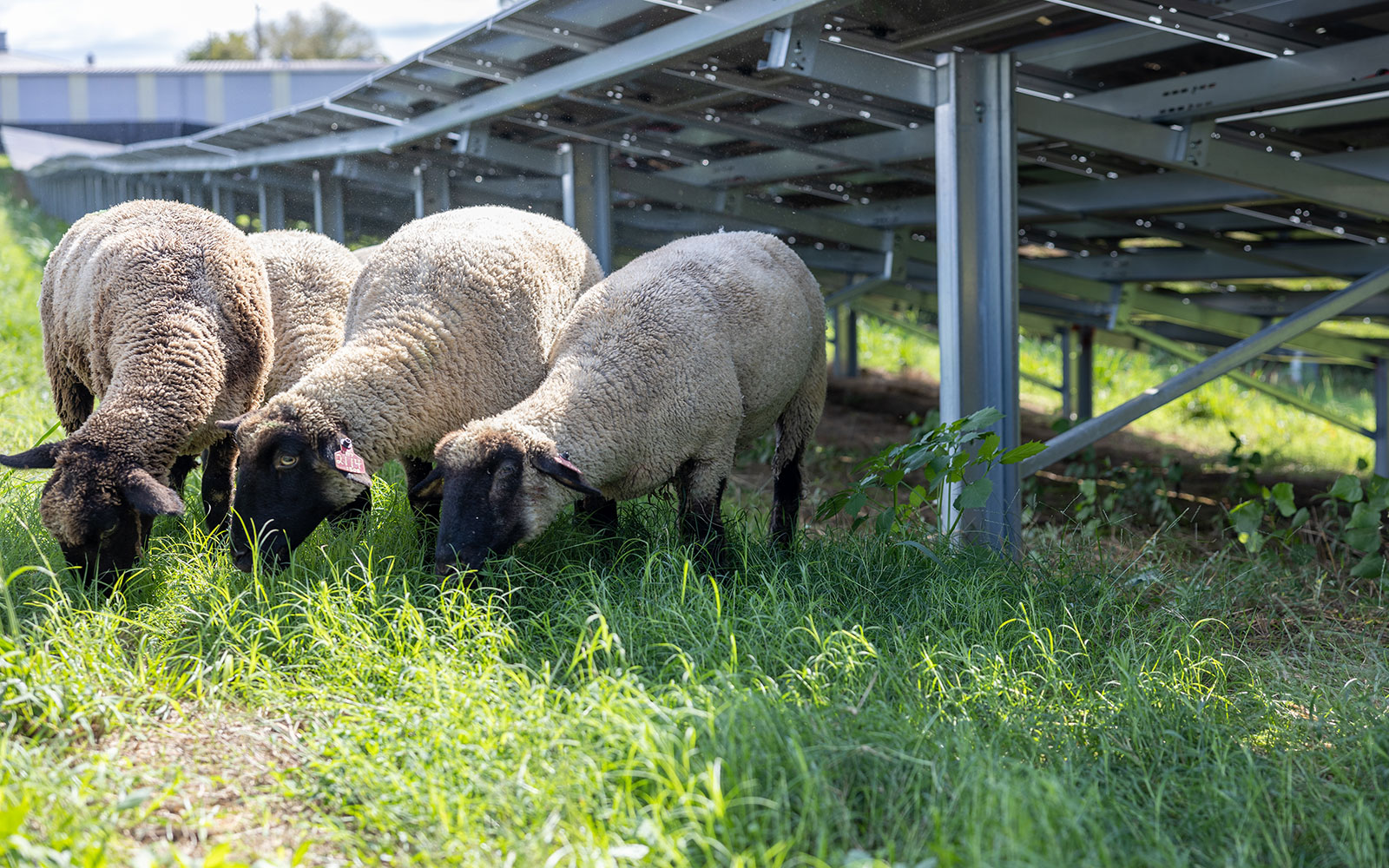 Livestock meets lawn care: MSU sheep maintaining solar facility grounds