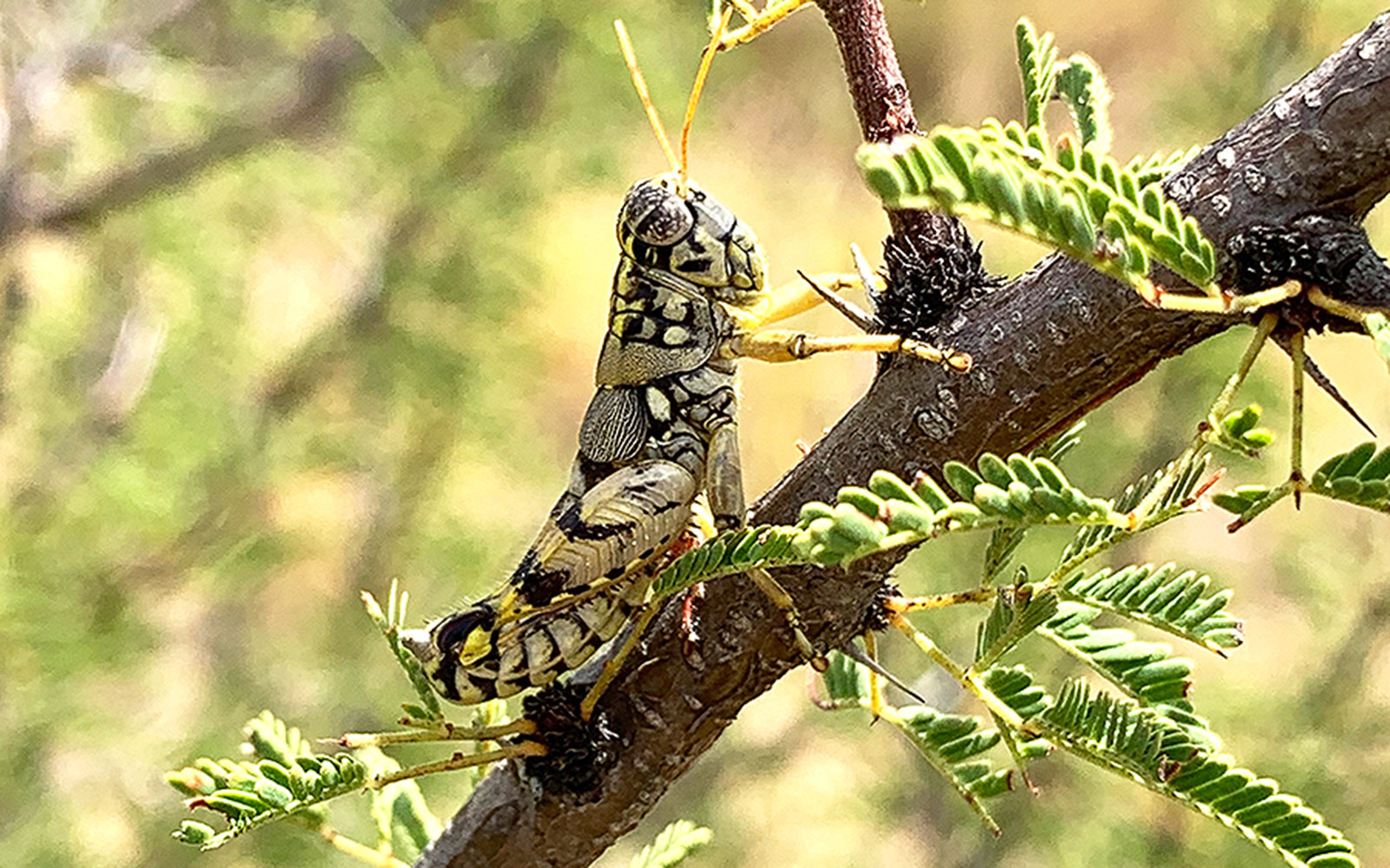 Hopping Treasure Trove: MSU scientist discovers 16 new grasshopper species, champions desert biodiversity